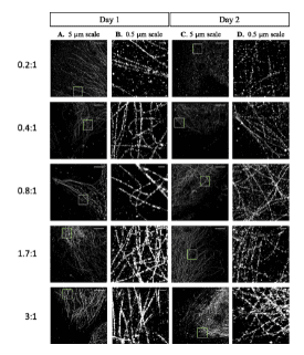 Imaging the Gut with "CLARITY"